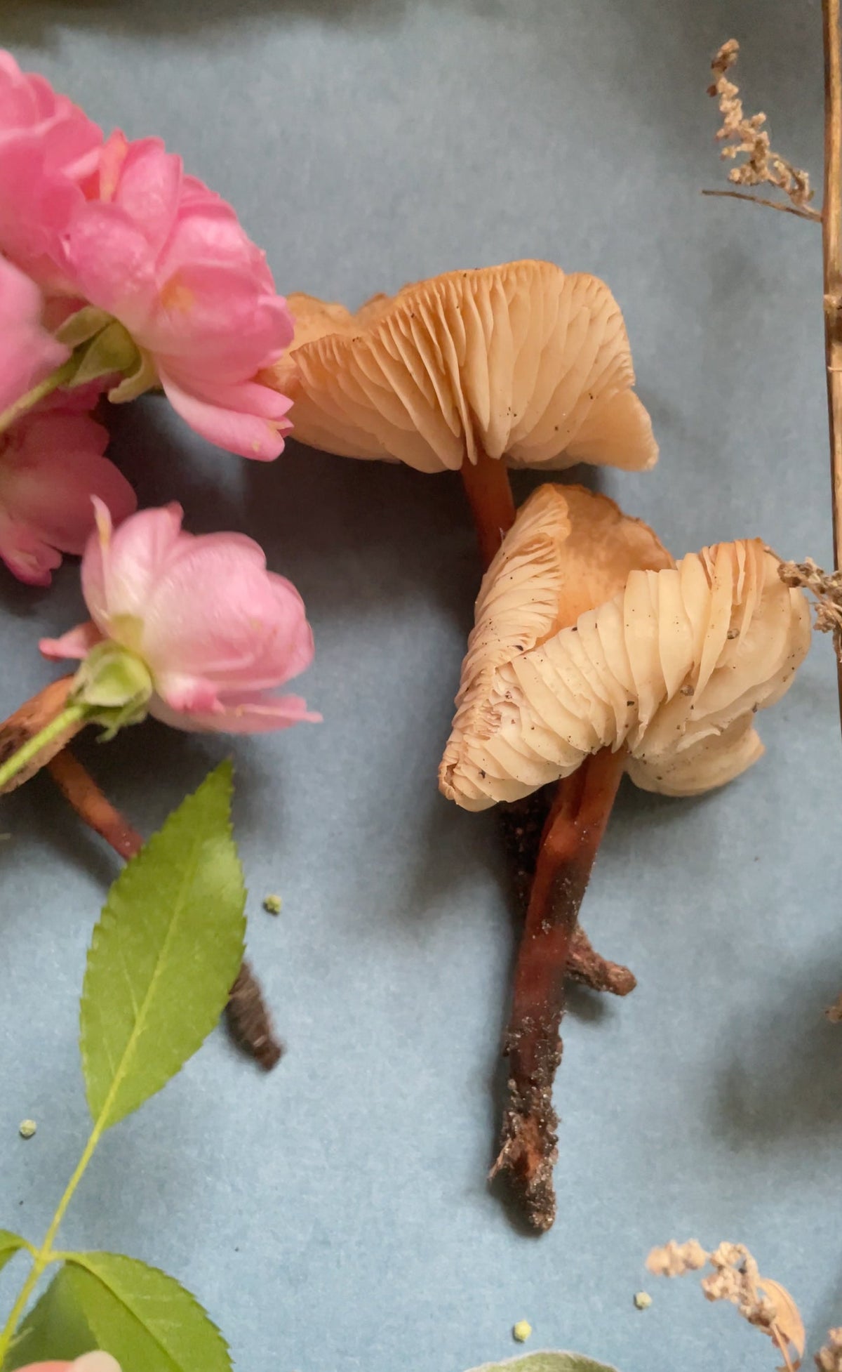 Herbstgefühl – Kürbisse, Blätter – Workshop und Atelier Elena Klein