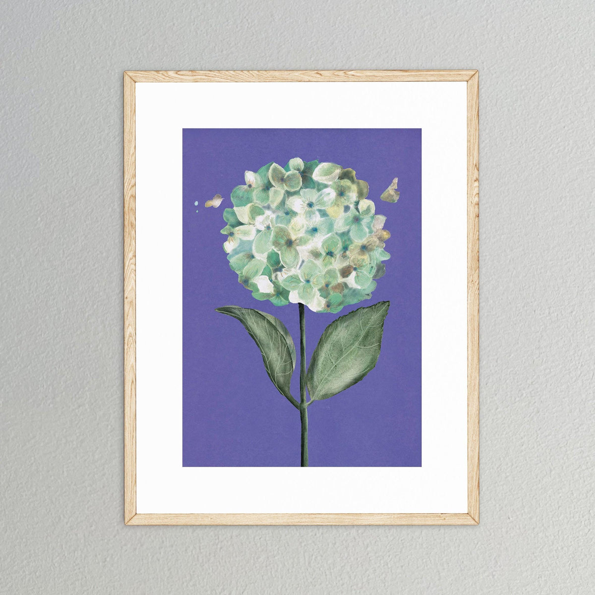 Hortensie – Ansicht 1