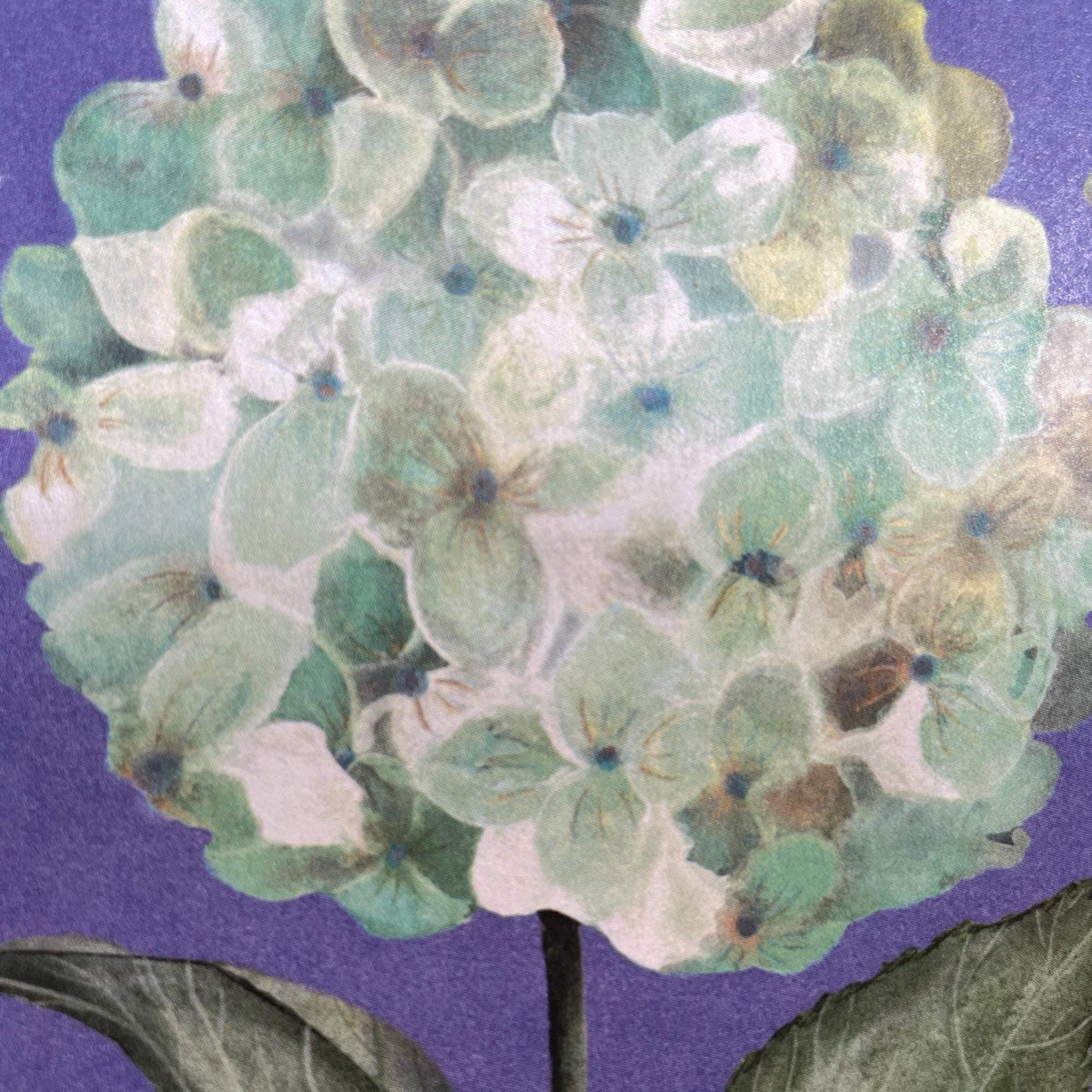 Hortensie – Ansicht 3