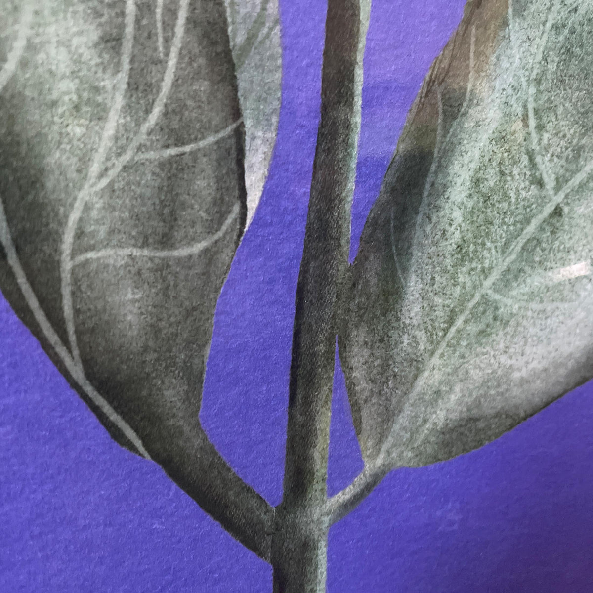 Hortensie – Ansicht 4